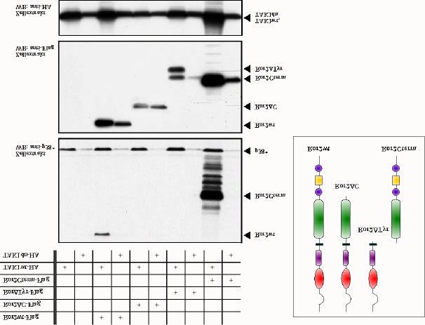 Ergebnisse Die basale Phosphorylierung verschiedener Kinasen (p38, JNK, ERK) durch die TAK1wt- Überexpression (sichtbar gemacht durch spezielle Phosphorylierungsantikörper, die spezifisch nur die