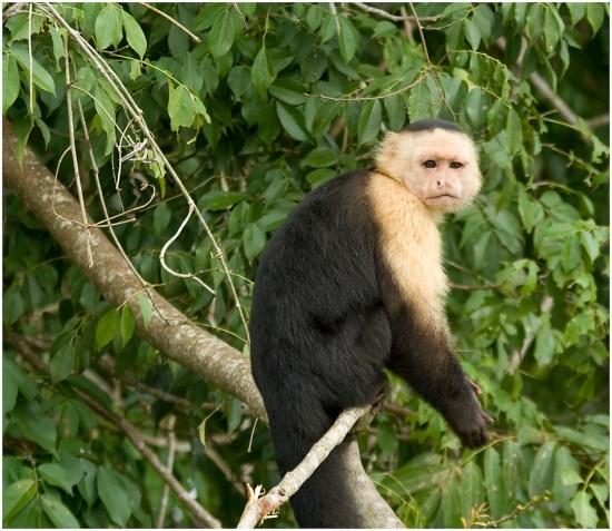 Nur zur Nahrungssuche und zum Trinken suchen die tagaktiven Affen den Waldboden auf.