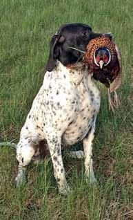 Des weiteren soll mit der Stöberprüfung in der Jägerschaft Verständnis für den erfolgreichen, einzeln jagenden Stöberhund geweckt werden und Jagdveranstalter sollen die Möglichkeit erhalten,