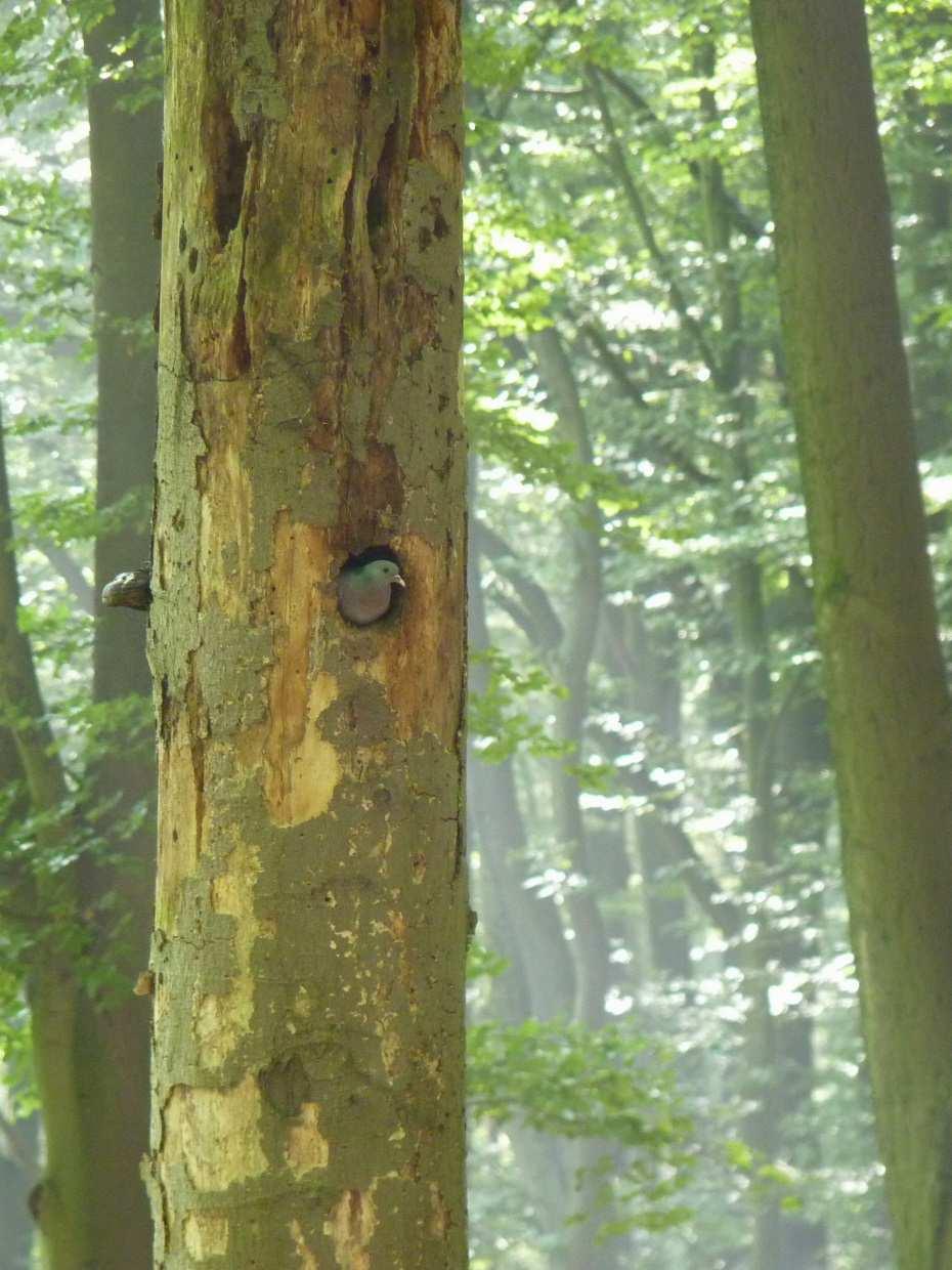 Naturschutz im Wald / Prozessschutz Heute schon rund 13.000 ha (11 %) Prozessschutzflächen im landeseigenen Forstbetrieb ~ 3.400 ha Zone I A NP Eifel ~ 1.600 ha Naturwaldzellen ~ 7.