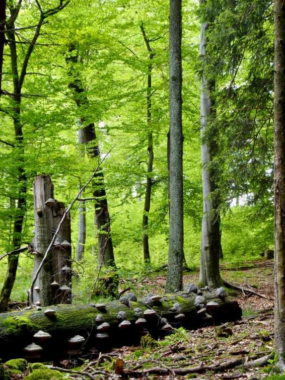 Neue Wildnis in NRW Wildniswälder sind Wälder, die ihrer natürlichen Entwicklung überlassen werden.