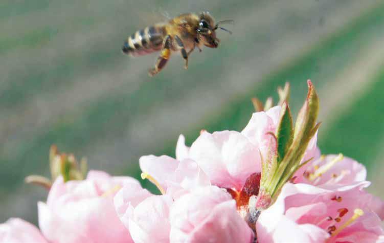 Ob beim Essen im Garten oder beim Spazierengehen über Wiesen und Felder: Insektenstiche von Bienen oder Wespen treten im Hoch- und Spätsommer vermehrt auf. PD Dr.