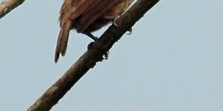 177* Hairy-breasted Barbet - Tricholaema hirsuta (Fleckenbartvogel) 26/11: 1 Kakum (Canopy Walk, HL), 30/11: 1 Subri Forest (HL), 4/12: 2 Aboabo Forest, 6/12: 2 Opuro Forest.