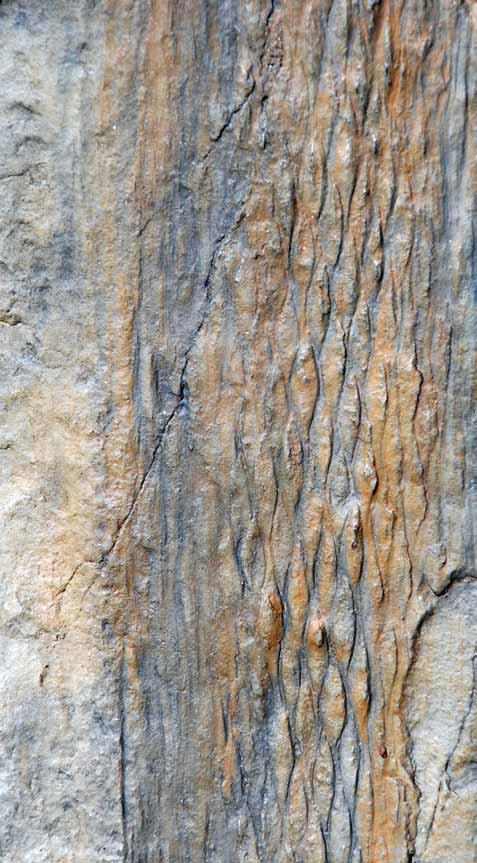 ältesten Fossilien der