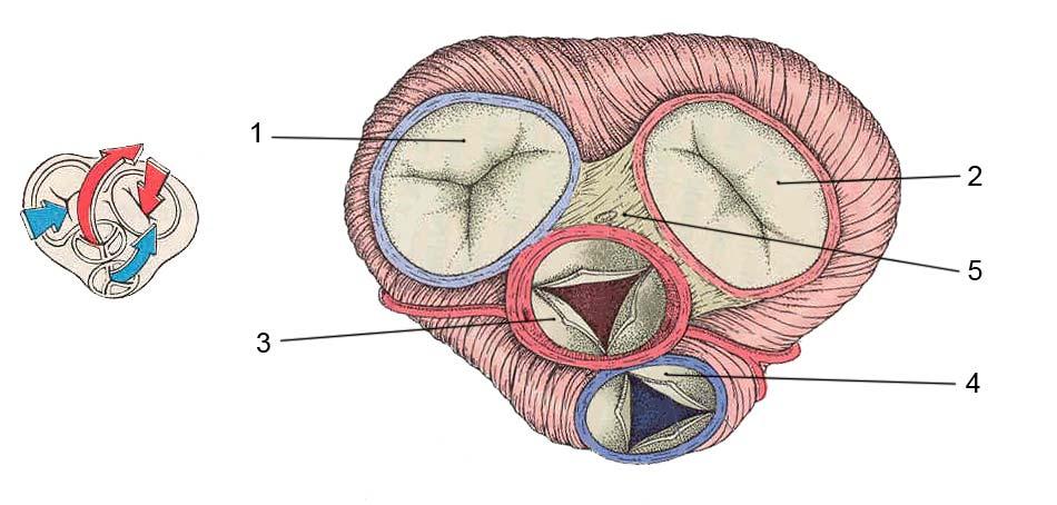 2.1.2 Der Blutkreislauf Im großen Kreislauf gelangt das Blut aus dem Atrium sinistrum in den Ventriculus sinister. Über die Aorta erreicht es das Kapillargebiet der Organe.
