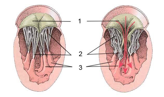 Die Herzventile, zwei Segelklappen und zwei Taschenklappen, entspringen von einem Bindegewebsgerüst, dem so genannten Herzskelett und liegen in etwa in einer Ebene, der Ventilebene (Abbildung 4).