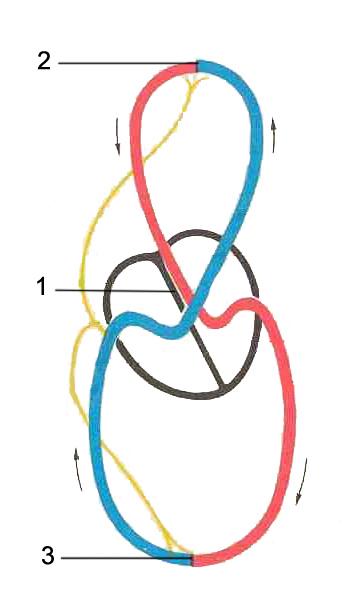 2 Anatomische und physiologische Grundlagen: Das Herz Im diesem Kapitel wird kurz auf die Anatomie und die Physiologie des Herzens eingegangen (wesentliche Grundlage für den Segmentierungsprozess). 2.