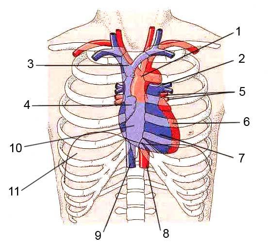 in je ein Atrium (Vorhof) und einen Ventrikel (Kammer). Die Richtung, in die das Herz vom Blut durchströmt wird, wird von den Herzklappen bestimmt, die ungefähr in einer Ebene liegen [6].