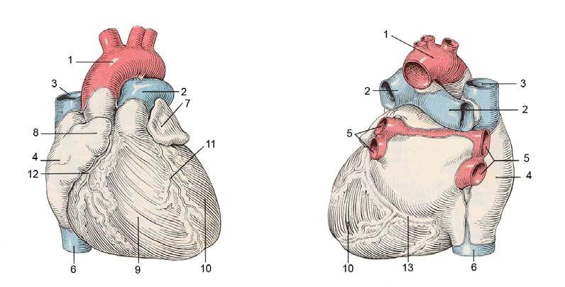 Die Form des Herzens wird mit einem aufgebauchten Kegel verglichen, dessen Basis nach rechts hinten oben und dessen Spitze nach links unten gerichtet ist. Die Achse verläuft also in situ schräg.