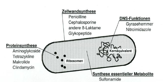 Seite 8 Bakterielle Resistenzmechanismen Grundlagen Bakterielle Angriffsorte von Antibiotika Abbildung 4: Die 4 häufigsten bakteriellen Angriffsorte unterschiedlicher Antibiotikaklassen.