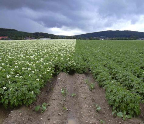 Pflanzkartoffelvermehrung in