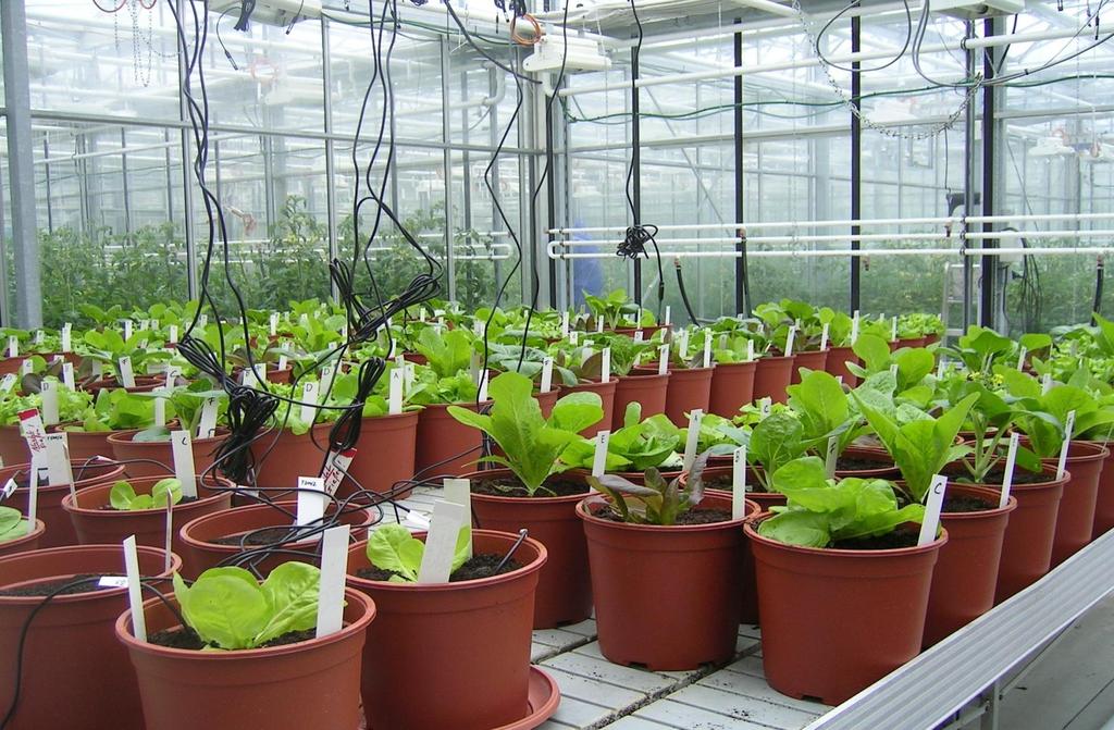 TP 9: Optimierung der Wassernutzung gärtnerischer Kulturen AP 2 Gemüseanbau