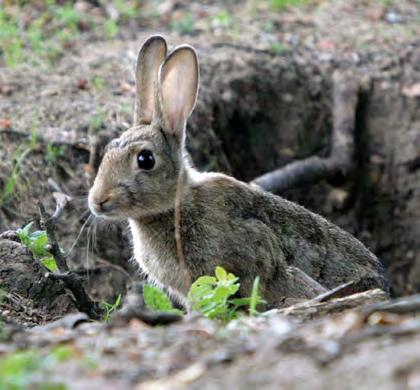 Auf dem Land sterben die Kaninchen in vielen Gebieten aus, in der Stadt hingegen gelten sie als Plage.