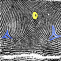 Der Fingerabdruck ist das am häuflisten verwendete biometrische Merkmal Zur Beurkundung von Verträgen sei über 1000 Jahren verwendet Daktyloskopie in der Kriminalistik techn.