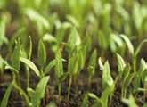 Kornblume In Gerste, Weizen, Roggen und Triticale zugelassen Einsatz auch auf drainierten Flächen