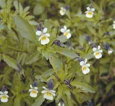 Rote Taubnessel (Lamium purpureum) Ackerfuchsschwanz + breite Mischverunkrautung Herold SC 0,6 l/ha oder Herold SC 0,6 l/ha + Gräserpartner * Vergissmeinnicht (Myosotis arvensis)