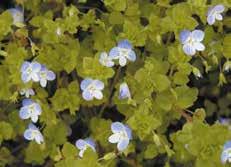 bursa-pastoris) Windhalm, Einjährige Rispe und alle