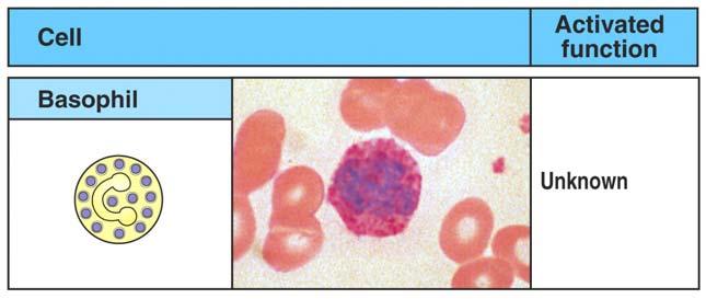 Typ I Allergie Basophile Granulozyten Vorkommen Im Blut: 0-1% Funktion Unbekannt, Parasitenabwehr?