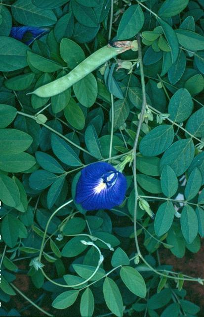 E1 Clitoria ternatea L.