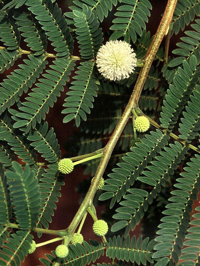 Leucaena leucocephala De Wit (Fabaceae; Mimosoideae) I1 - Dornenloser, stark verzweigter Strauch oder Baum (standortabhängig) bis 15m hoch - Wechselständige Blätter; doppelt gefiedert - Fiederblätter
