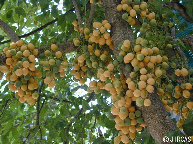 Melientha suavis K2 - Verbreitet in trockenen MDF s und laubwerfenden Wäldern Nordthailands - Frucht: Steinfrucht, rundlich, 2-3cm Durchmesser; junge Früchte grün, bei Reife tritt