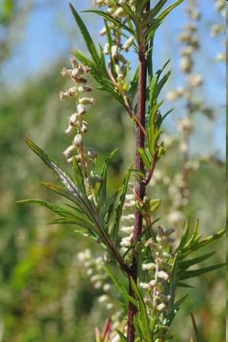 Verwechslungsmöglichkeit Gewöhnlicher Beifuß Artemisia vulgaris Blütenstände
