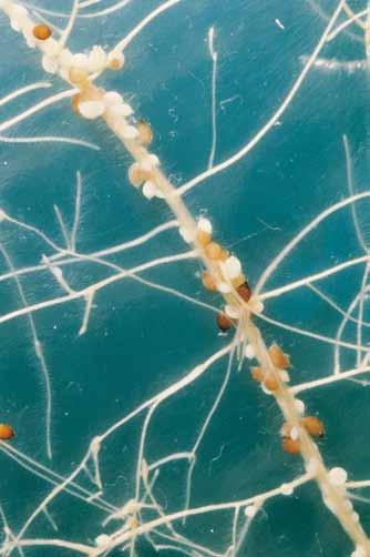 Biologische Nematodenbekämpfung Resistenter Ölrettich und Gelbsenf aktivieren den Larvenschlupf und die Einwanderung in die Wurzeln.