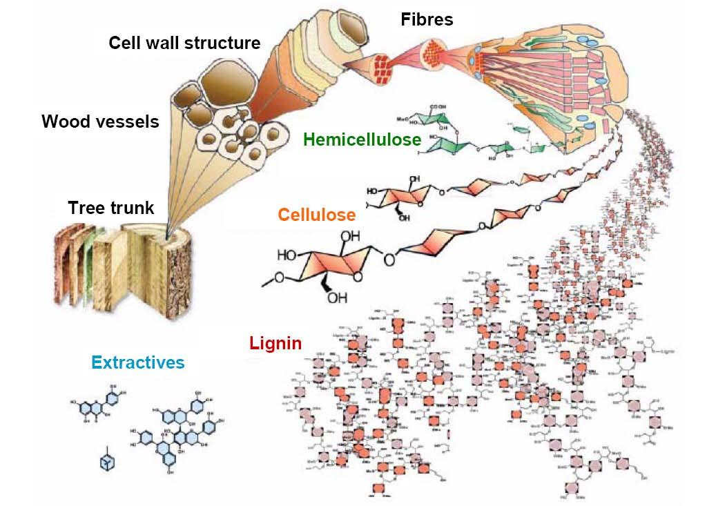 Aufbau und Struktur von Lignocellulose