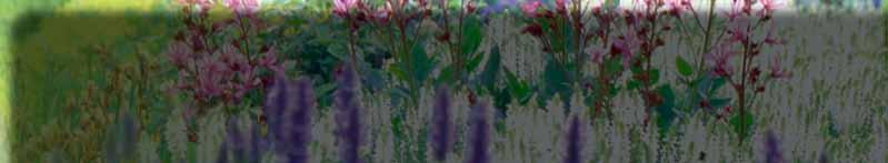 Pflanzentyp Optimaler ph-wert Produkt Kalkliebende Pflanzen (Buchs, Lavendel, Eibe ) 6,5-7,5 CUXIN GRÜN-KALK Neutralliebende Pflanzen (die meisten Zierpflanzen) 6,0-6,5 CUXIN GRÜN-KALK Sauerliebende