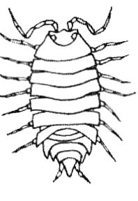 Bestimmungsschlüssel für Arthropoda (Gliederfüßer) 10. Ist der Körper lang und dünn? 12.