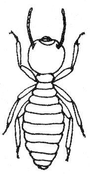 Embioptera (Tarsenspinner) weiter zu 22 Hymenoptera: Formicidae (Ameisen) weiter zu 25 22.
