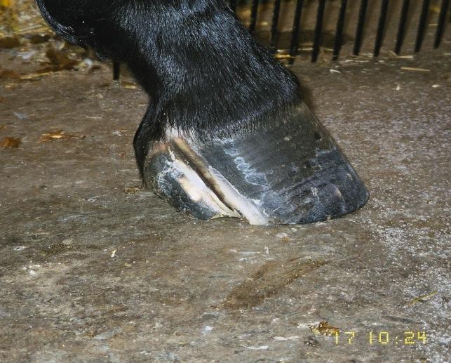 Hornspalt im hinteren Hornkapselbereich Zusammenfassend ist ein Hufgeschwür für das Pferd, für den Besitzer und auch für den behandelnden Tierarzt eine angenehme Diagnose.