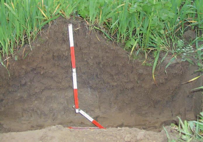 Pflanzenbau Öko-Erträge je nach Bodenbearbeitung im Vergleich häufeln der bestehenden Dämme. Hierzu werden die Häufelwerkzeuge mitsamt den Grindeln einfach im Rahmen versetzt.