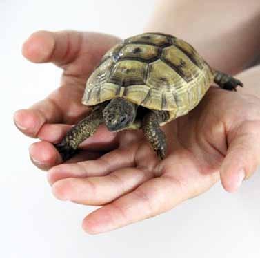 Wie händelt man eine Landschildkröte Generell ist eine Schildkröte kein Kuscheltier und sollte nur in die Hand genommen werden, wenn es sich nicht vermeiden lässt.
