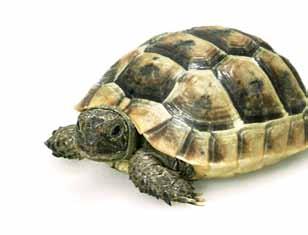 Keine Reptilien-Gruppe hat ein so positives Image wie die Landschildkröten.