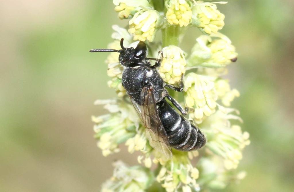 Förderung Hylaeus