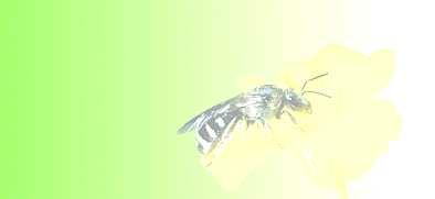 ##### Die Bienen (Apiformes) Brandenburgs (nach Saure et al.