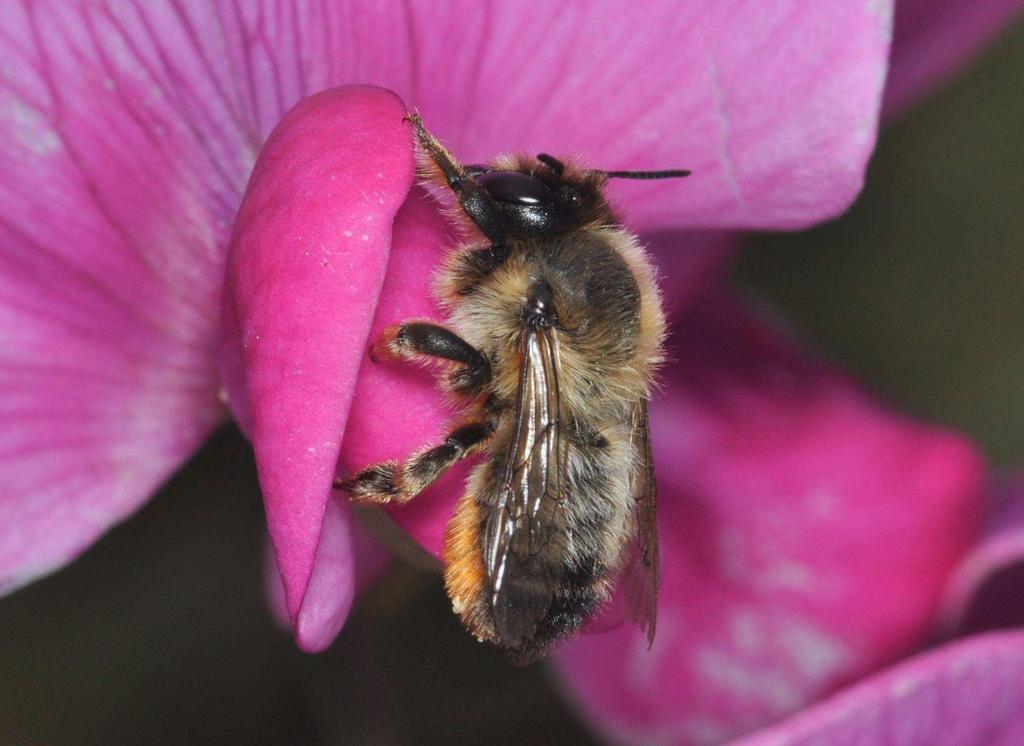 Megachile