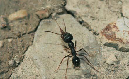 Messor cf. structor sp. beim Transport eines Löwenzahn-Samens Heinz Wiesbauer Ameisen (Formicidae) Daniela M. SORGER, Herbert C. WAGNER, Florian M.STEINER &Birgit C.