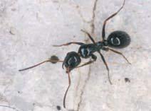 Trotz geringer Größe ist Solenopsis fugax anderen Ameisen gegenüber äußerst aggressiv und verfügt über einen höchst wirksamen Giftstachel. B. C. Schlick-Steiner & F. M.
