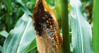Intensive Beobachtungen und Analysen brachten einige bisher nicht in Mais bekannte Krankheiten, zum Vorschein, z. B. Anthraknose (Colletotrichum graminicola) und Phoma-Blattflecken.