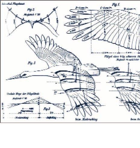 Zeichnung aus Otto Lilienthals Buch»Der Vogelflug als Grundlage der Fliegekunst«, Berlin 1889 man dem Eindrucke Raum geben, als sei der Storch eigens dazu geschaffen, um in uns Menschen die Sehnsucht