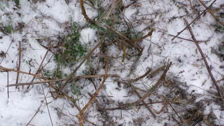 KG 7 Die Behauptung, dass mehrjährige Mischungen dem Wild im Winter keinerlei Äsung bieten ist schlicht weg falsch.