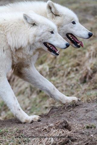 15. Wie schwer ist ein ausgewachsener männlicher Polarwolf? 30-40 kg 50-60 kg 80-100 kg 16. Der Wolf ist ein Schleichjäger Hetzjäger Lauerjäger 17.