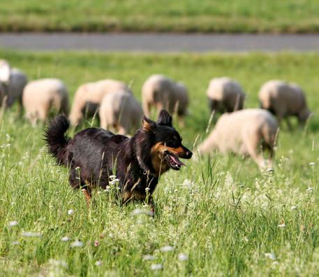 8 Typisch Hund So bin ich Verfolgt Ihr Beagle eine Fährte oder bewacht Ihr Hovawart das Haus, will er Sie nicht ärgern er macht einfach nur, wozu er gezüchtet wurde.