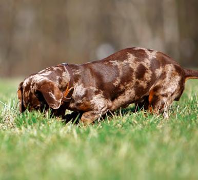 Die Neigung zum Bellen gehört zum Wachhund dazu ob im Eigenheim oder in einer Mietwohnung.