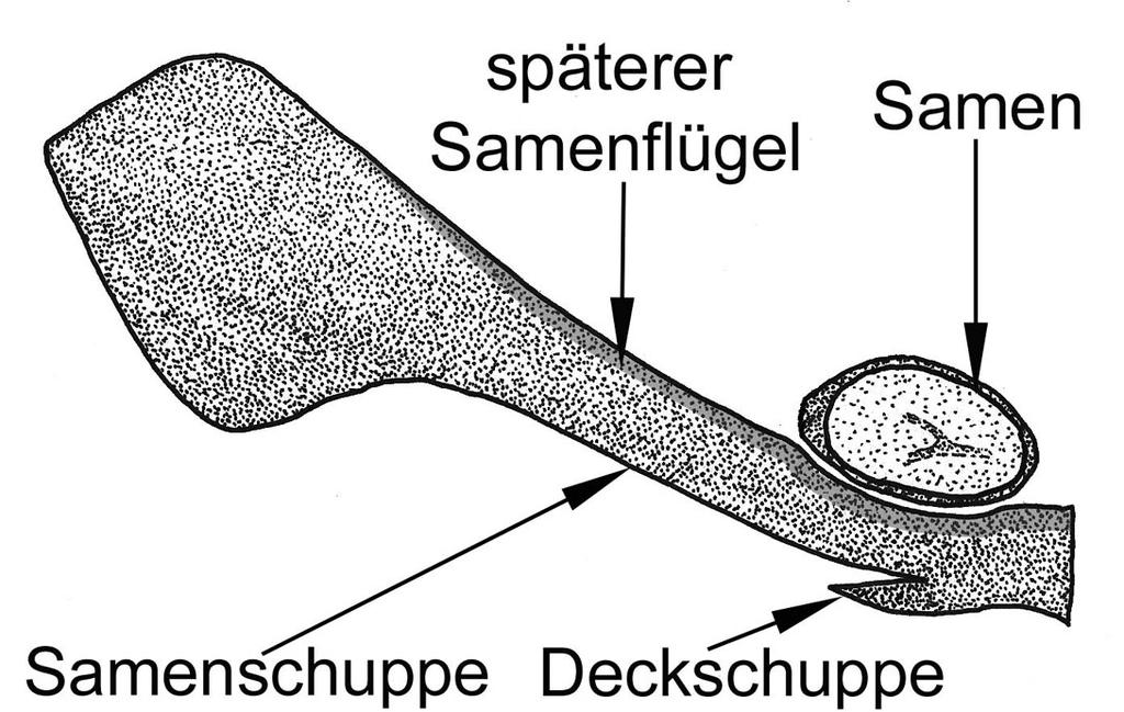 Die Deckschuppe sitzt als kleine Schuppe an der Basis der Samenschuppe.