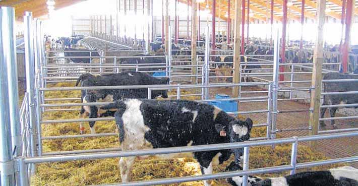 Dieser Strukturwandel, die niedrigen Milchpreise und hohen Futterkosten hätten eine rhöhung der Kuhzahl in den einzelnen Betrieben auf 200 bis 1000 Tiere zur Folge.