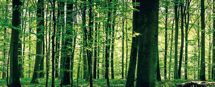 Holz-Unser Rohstoff Mit der Natur bauen Unsere Vollholzwände haben heimische Bäume zum Vorbild.