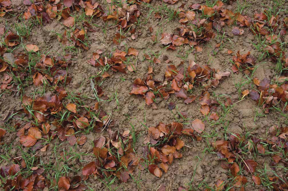 Acker am Waldrand, Blätter von Lumbricus terrestris an Wohnröhre zusammengezogen Otto Ehrmann im Bild sind fast 2 von Lumbricus terrestris zusammengezogene Blatthäufchen zu sehen [Der Regenwurm kann